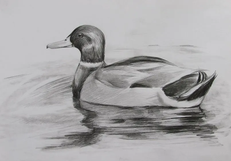 Pencil sketch of a duck
